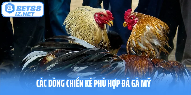 Các dòng chiến kê phù hợp đá gà Mỹ