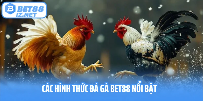 Các hình thức đá gà Bet88 nổi bật