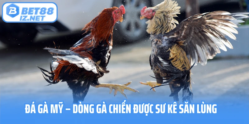 Đá gà mỹ
