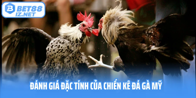 Đánh giá đặc tính của chiến kê đá gà Mỹ
