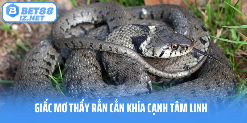 Giấc mơ thấy rắn cắn khía cạnh tâm linh