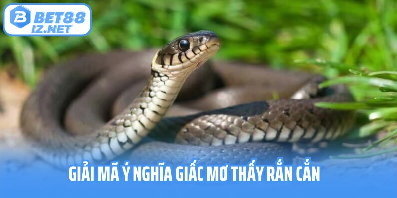 Giải mã ý nghĩa giấc mơ thấy rắn cắn