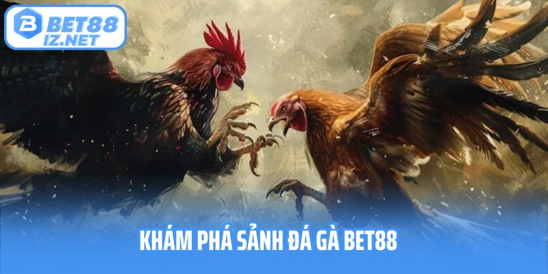 Khám phá sảnh đá gà Bet88