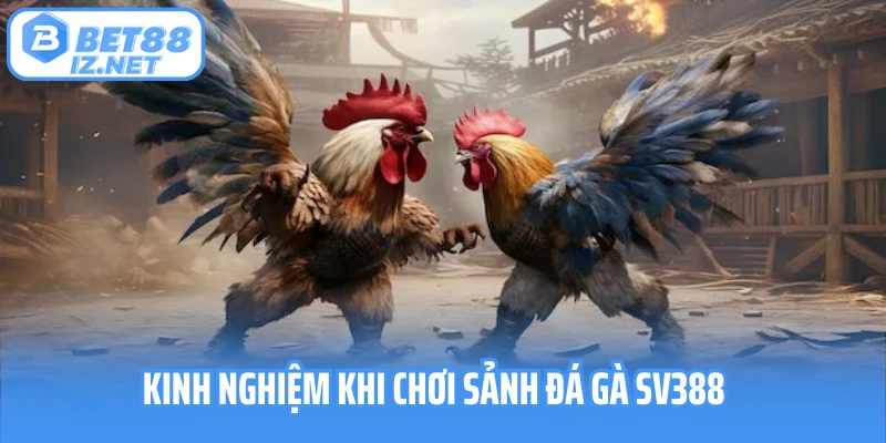 Kinh nghiệm khi chơi sảnh đá gà SV388