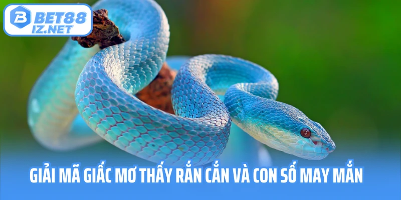 Mơ thấy rắn cắn