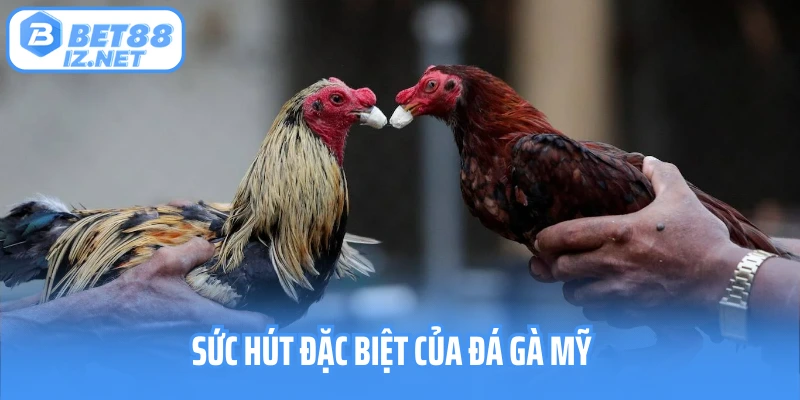 Sức hút đặc biệt của đá gà Mỹ