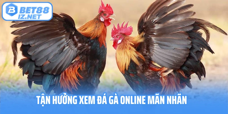 Tận hưởng xem đá gà online mãn nhãn